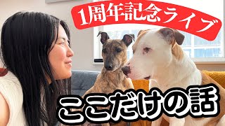 【わんこ配信】北欧で体験した「実は…」を語る1時間最後はムーミンチョコも