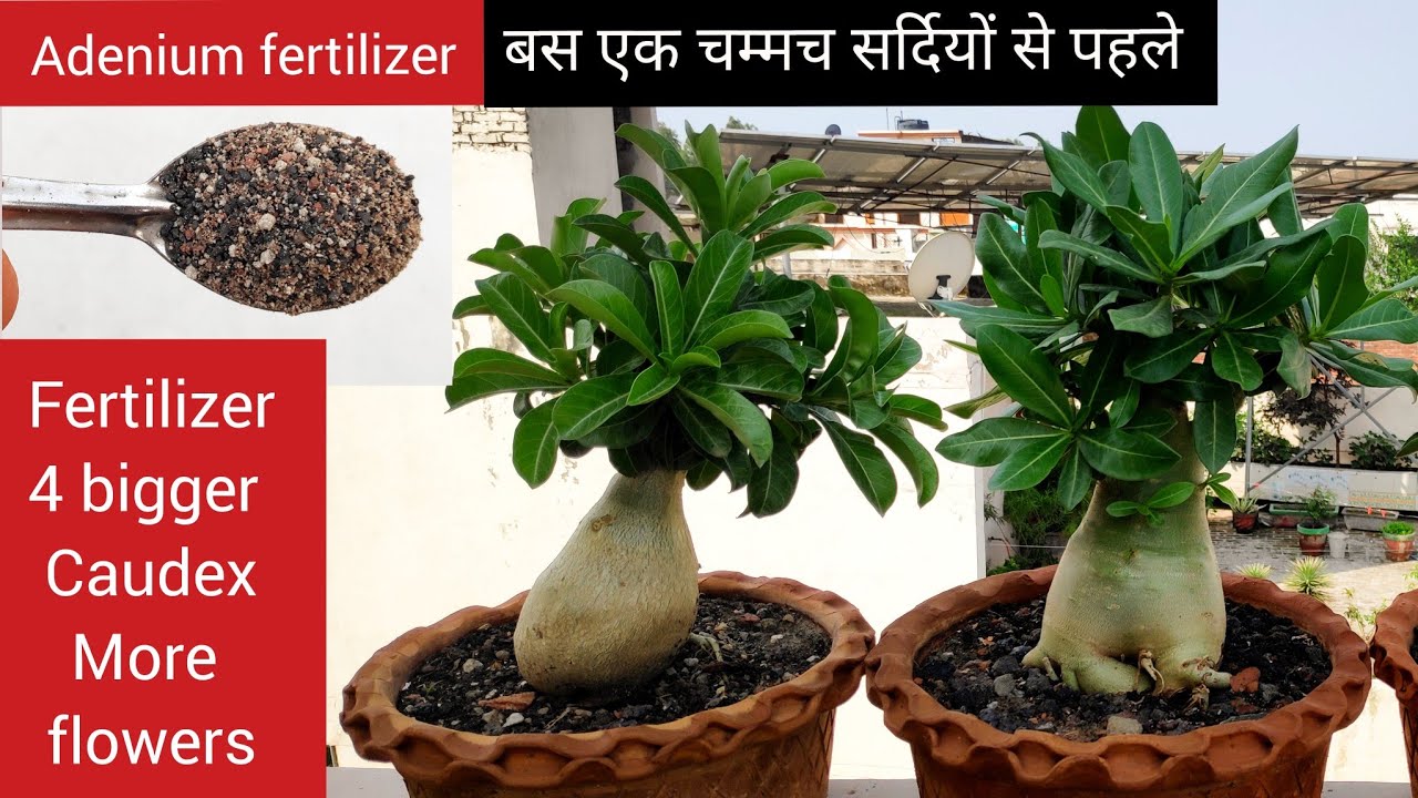 Best Adenium care fertilizer for more flowers n bigger caudex, Adenium ...