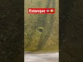 Alimentando Peces #alimento #peces  #pesca #cultivation #survival #nogalessonora