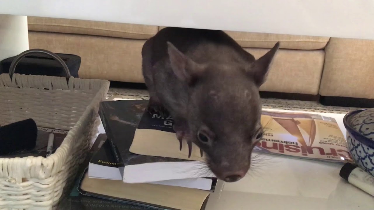 video editing software free Adelaide to the rescue