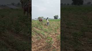 Amazing Desi Jugaad by Farming #Desi #Jugaad #Jugad #Farming #Kheti #Khetibadi #Agriculture #camel