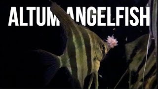 Altum Angelfish Care - How To Care For Altum Angelfish screenshot 3