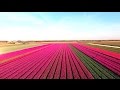 Amazing tulip fields