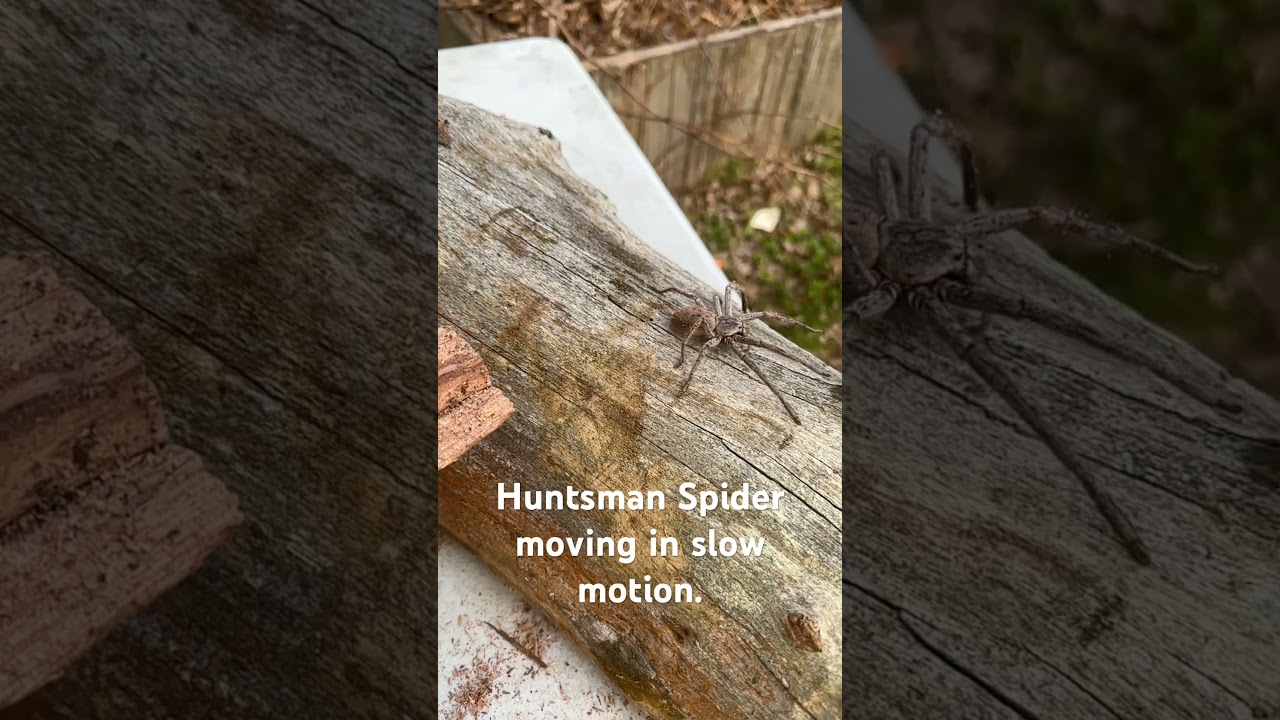 Huntsman Spider moving in slow motion (Australia)