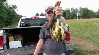 catching bullfrogs with fishing pole Frebuta Frog Gigging Pole,2 to 6Ft Gig Gaff Barbed 5-Prong Harpoon Stainless Steels Flounder Gig Extension Long Handle with Spong Handle Hunting Bullfrog Spears Fish Hook Sturdy Catching Bass and Bull Frogs