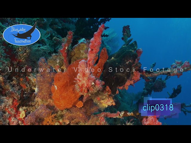 0318_Red and Black Giant Frogfish. HD Underwater Royalty Free Stock Footage.