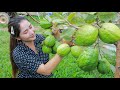Pick Guava and mango at home | Eating guava and mango with hot chili and tiny shrimp past