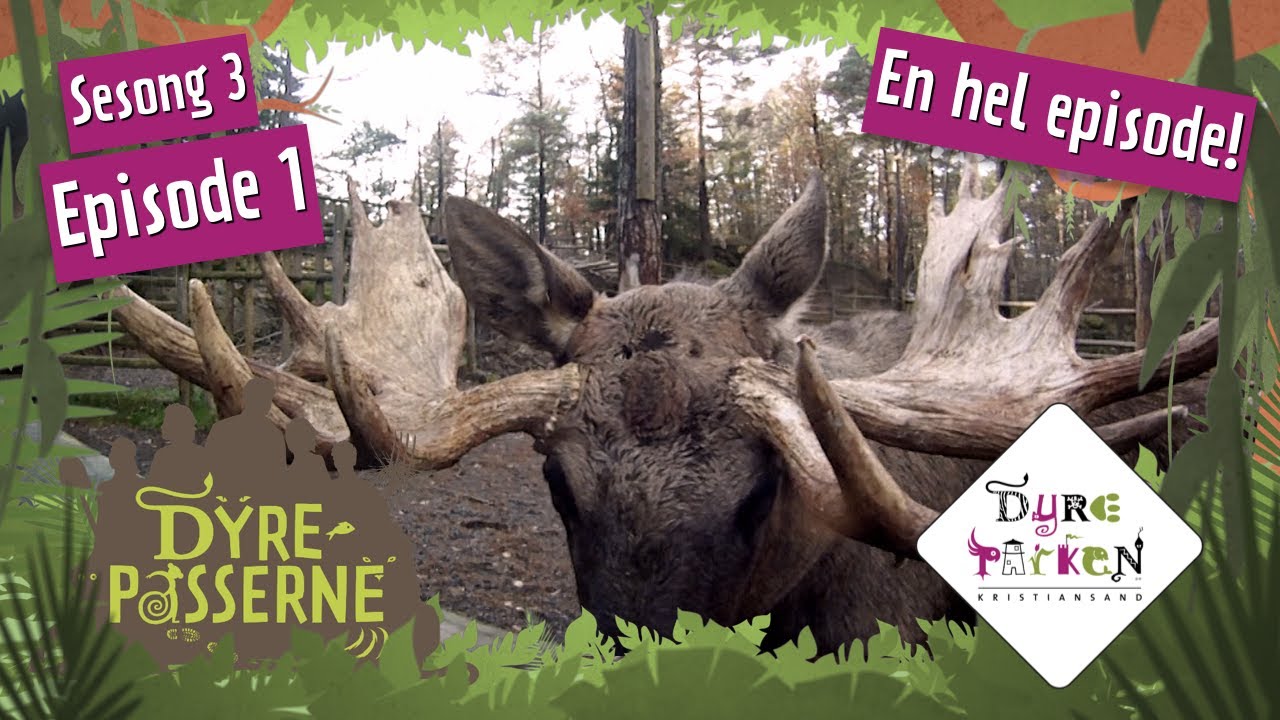 lllsint elg | Dyrepasserne S3E1 | Dyreparken