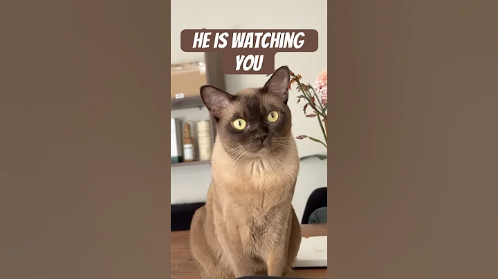 Watch the video about He is staring into your soul so don’t say anything bad #catshorts