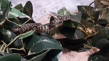 new baby carpet python hatchling