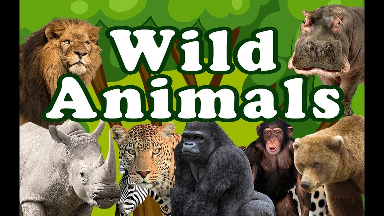 Wild Animals Learn Wild Animals Sounds And Names For Children Kids And Toddlers Youtube