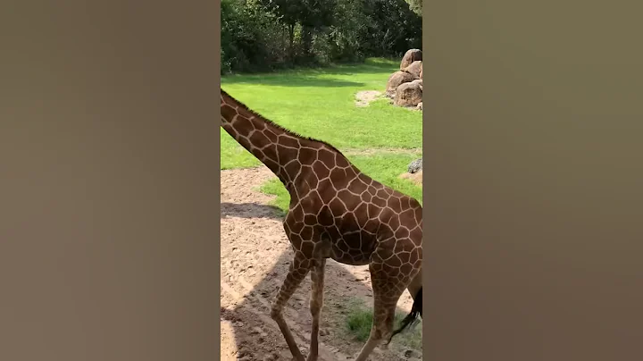 Jacksonville Zoo 8-7-19