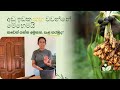 කහ වගා කරන හැටි සියළු විස්තර සහිතව සිංහලෙන්/ turmeric cultivation in sri lanka 2025/ අඩු ඉඩක කහ වවමු