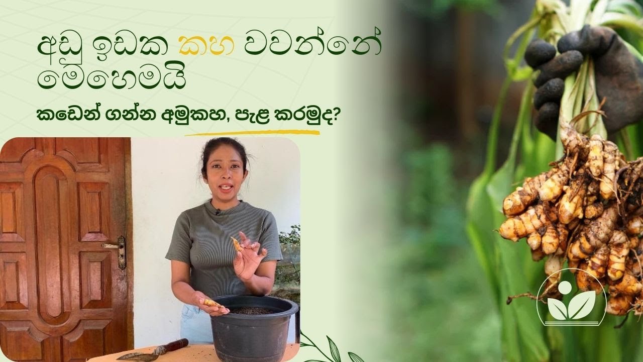 කහ වගා කරන හැටි සියළු විස්තර සහිතව සිංහලෙන්/ turmeric cultivation in sri lanka 2025/ අඩු ඉඩක කහ වවමු