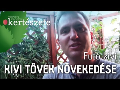 Videó: Hogyan Nő A Kivi