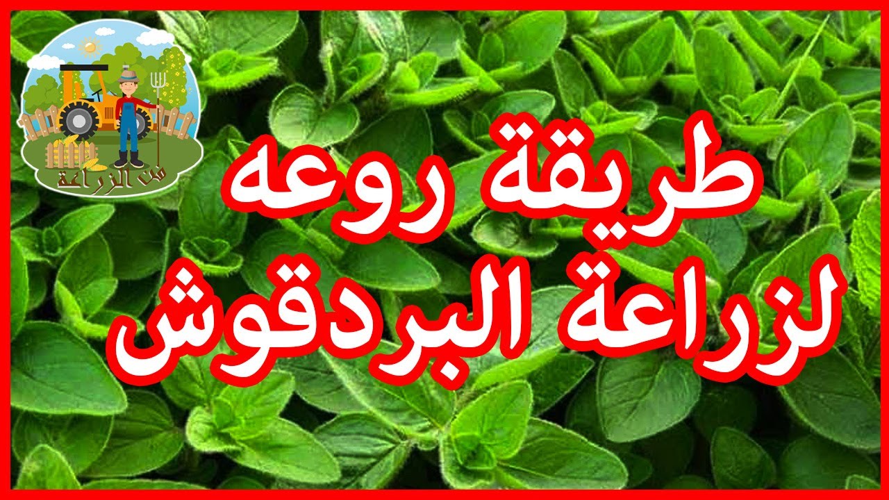 ORIGAN ( مردكوش ) –