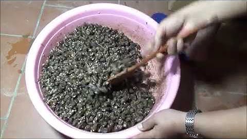 Hướng dẫn làm Mồi câu cá Trắm đen đơn giản nhất