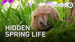 The First Warm Days: Your Garden Comes Alive | Full Documentary screenshot 5