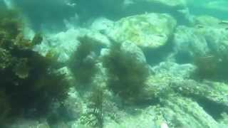 Quick Shore Dive - Barlings Beach. N.S.W by Luke Walks 283 views 8 years ago 3 minutes, 5 seconds