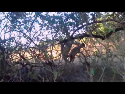 بادية الرزيقات الضعين 