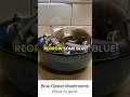 Blue Oyster 🍄 #howto grow (Subtitles) #mushroomcultivation #mushrmushrooms #agar #fungi