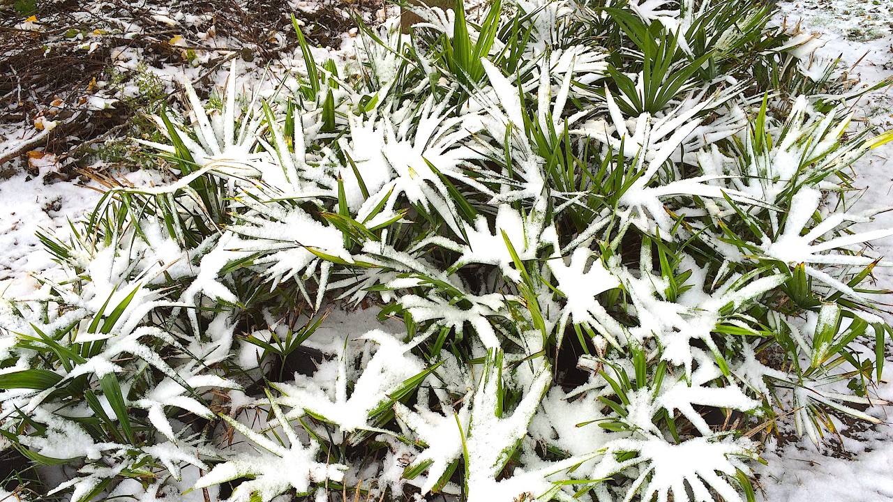 Frilandspalmer #71 Februar 2026 - Koldeste måned i 15 år!