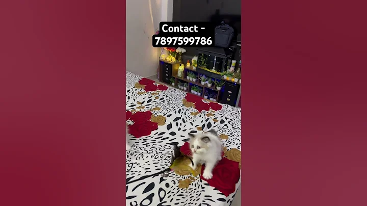 Video 11779501: quality persian kittens