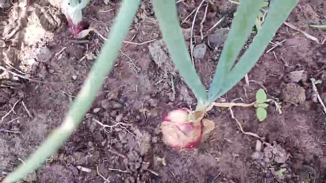 HOJE  FOI DIA  DE  COLEITA  DE FEIJÃO  E  MAXIXE 🫛🫛🫛