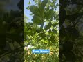 Farm House #vlogs #minivlog #crazyswamiji #blogs