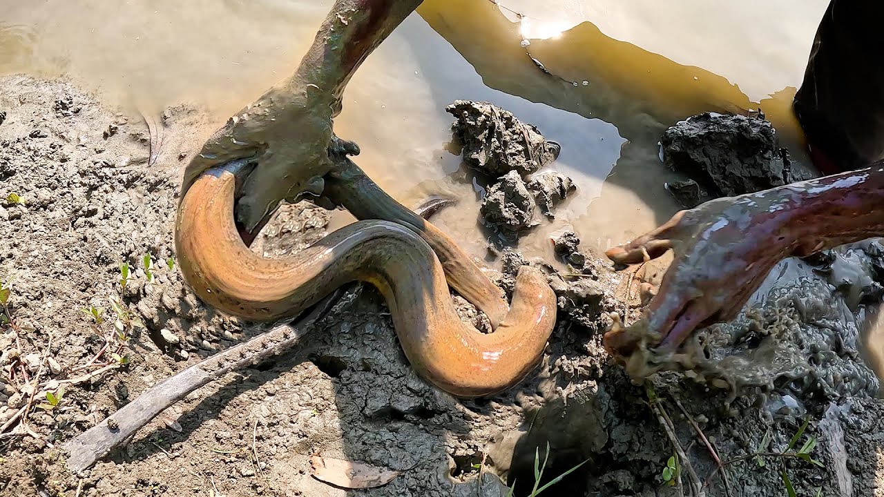 গর্ত করে বড় কুচিয়া মাছ ধরার কৌশল | Best Eel Fishing Technique From Deep Hole