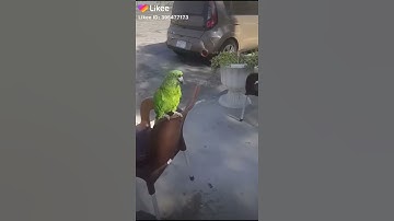 ببغاء يقراء سورة الاخلاص