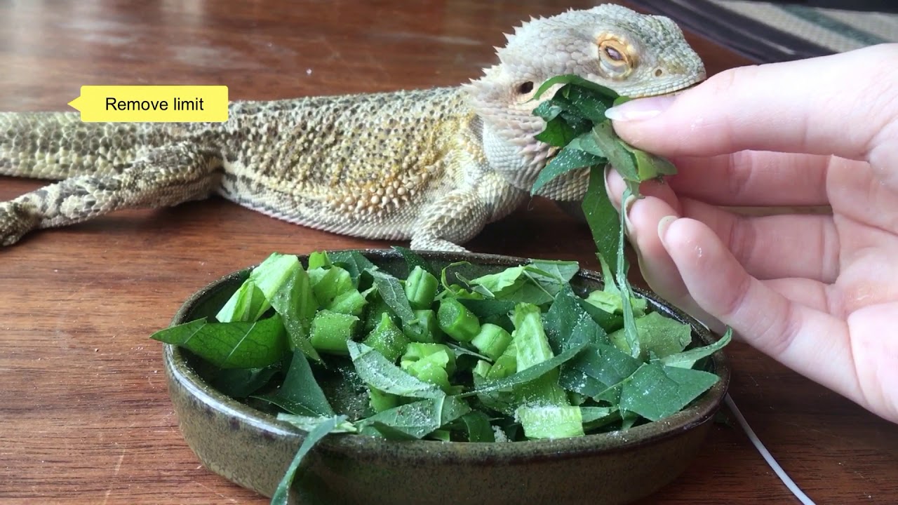 BEARDED DRAGON MUKBANG fresh leafy greens!! 🥬 YouTube