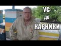 Подсадка матки Новый способ для меня Подсаживали УС к другой породе