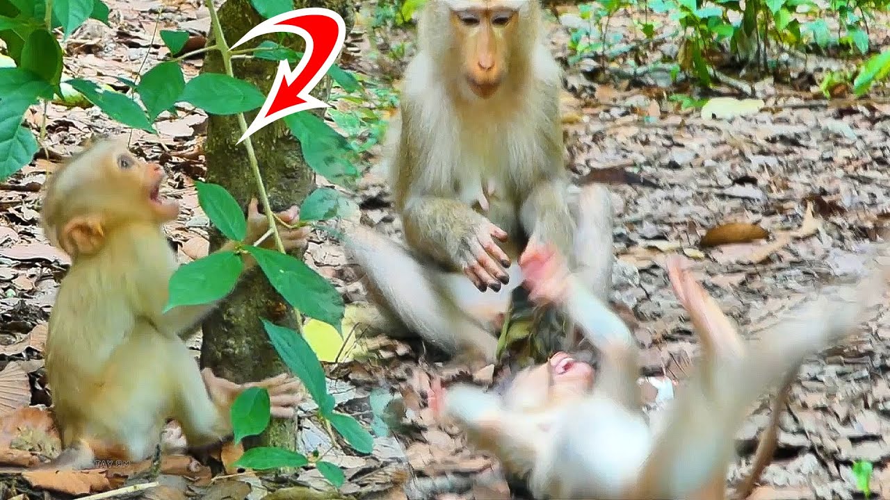 baby monkey Mollie cries because Angry Mom stops grooming her and runs hits the tree stump hard💕🐒