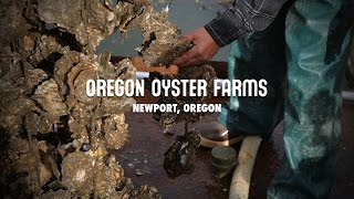 Oregon Oyster Farms