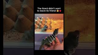 The Lizard Didnt Want To Leave Its Friend