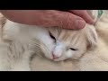 撫でられて眠そうな猫 sleepy cat