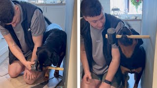 Adorable Dog Helps Dad With DIY