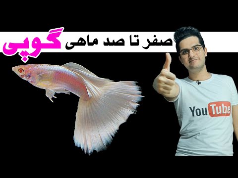 تصویری: همه چیز درباره ماهی و مراقبت از بلنی - مراقبت از Blennioid