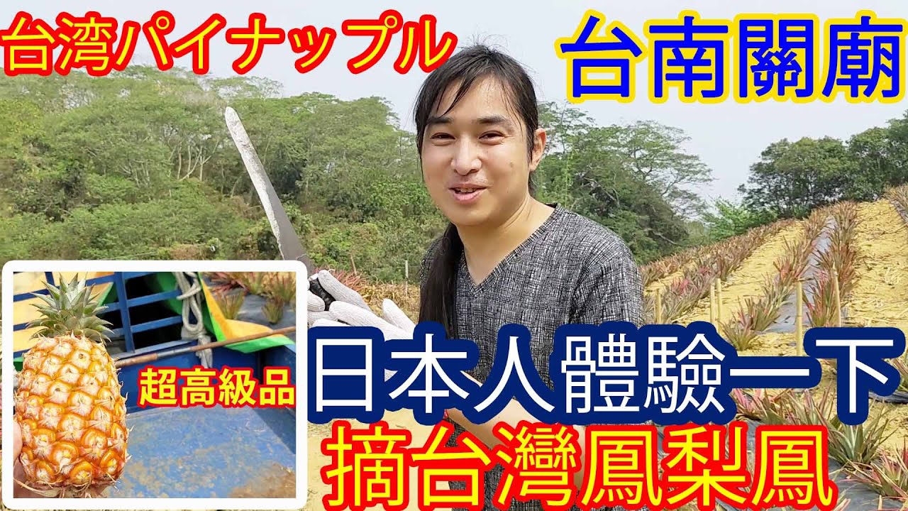 日本人體驗一下摘台灣鳳梨。在台灣鳳梨農場～台南關廟。我學習了台灣鳳梨的知識。/　日本人として台湾で台湾パイナップル狩りを体験しました。台湾パイナップルの全てが分かる。