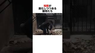 動物の学習能力がえぐい