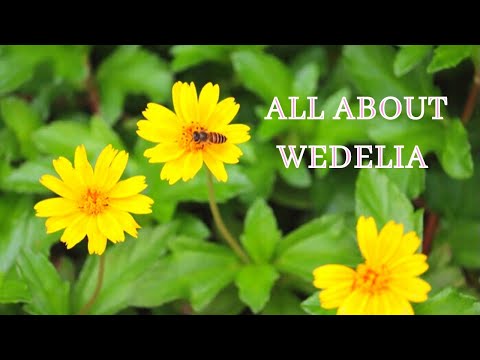 Video: Growing Wedelia Groundcover: What Are Wedelia Plant Uses in the Garden