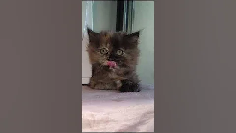 Video 6596251: persian cat baby beautiful