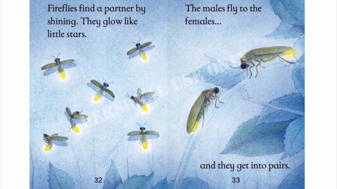 BUGS 🐜 🐛 / Usborne book/ By CC