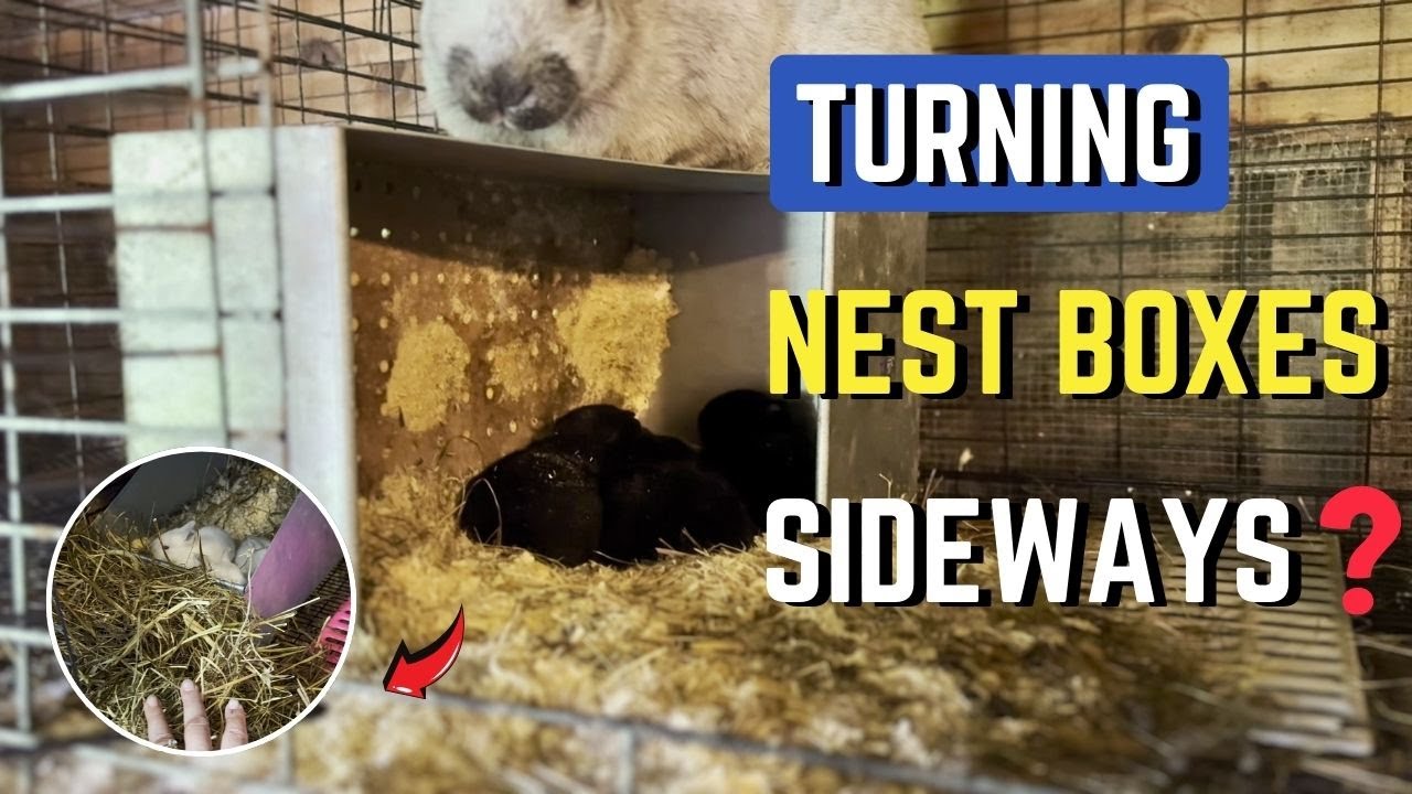 Does Turning Nest Boxes Sideways Work for Anyone? - YouTube