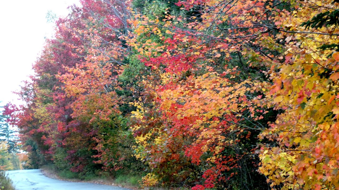 Maine Real Estate For Sale Eastport Maine Help selling your homes YouTube