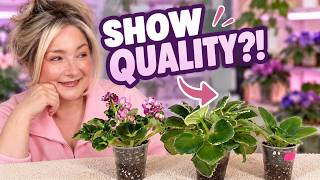 Can I Turn These Into a Show-Quality African Violets