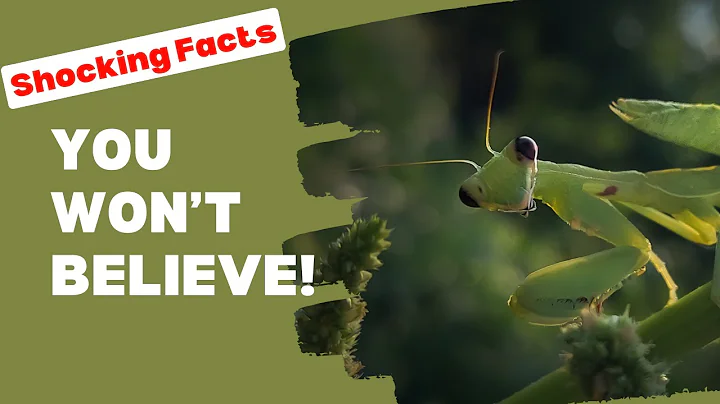 Praying Mantis: The Predator With Insane Hunting Skills! Insects facts! Real facts and facts video
