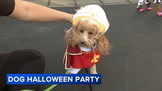Creative Pet Costumes On Full Display At Streeterville Dog Halloween Party And Parade