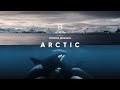 Life in the arctic circle